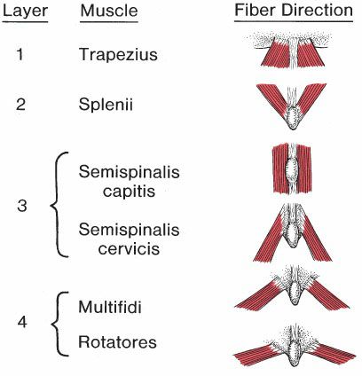 Posterieure Nekspieren - Afbeelding 1