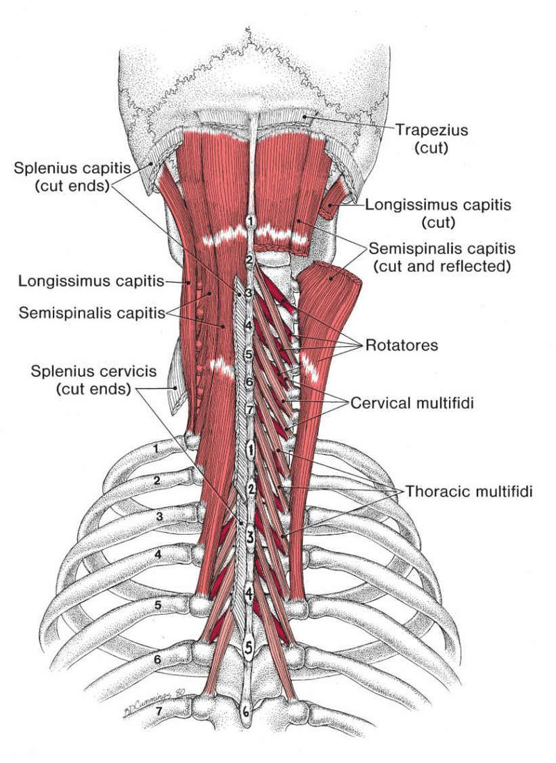 Posterieure Nekspieren - Afbeelding 2