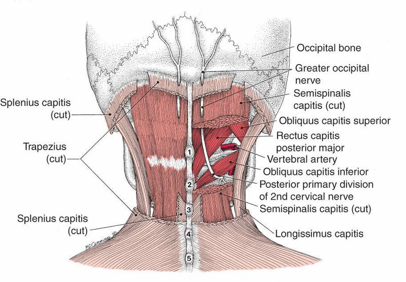 Posterieure Nekspieren - Afbeelding 3