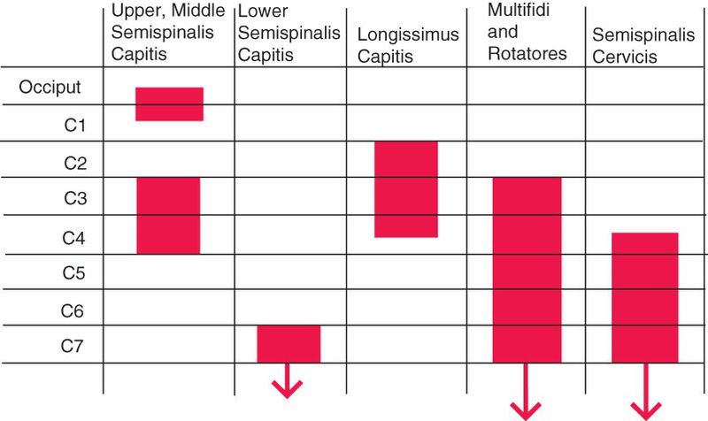 Posterieure Nekspieren - Afbeelding 5