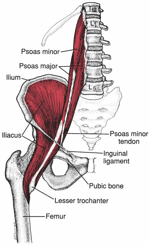 Psoas Major - Afbeelding 1