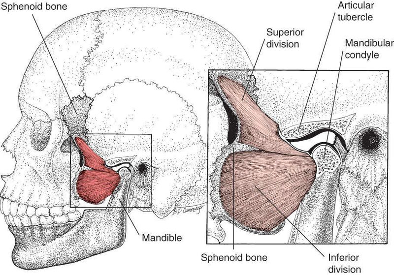 Pterygoideus Lateralis - Afbeelding 1