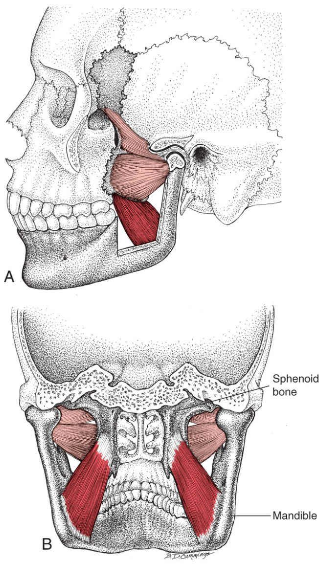 Pterygoideus Medialis - Afbeelding 1