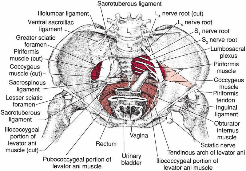 Quadratus Femoris - Afbeelding 2