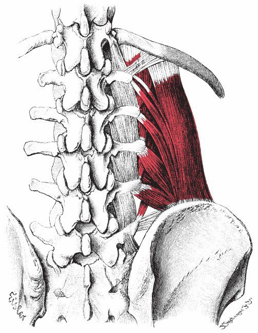 Quadratus Lumborum - Afbeelding 1