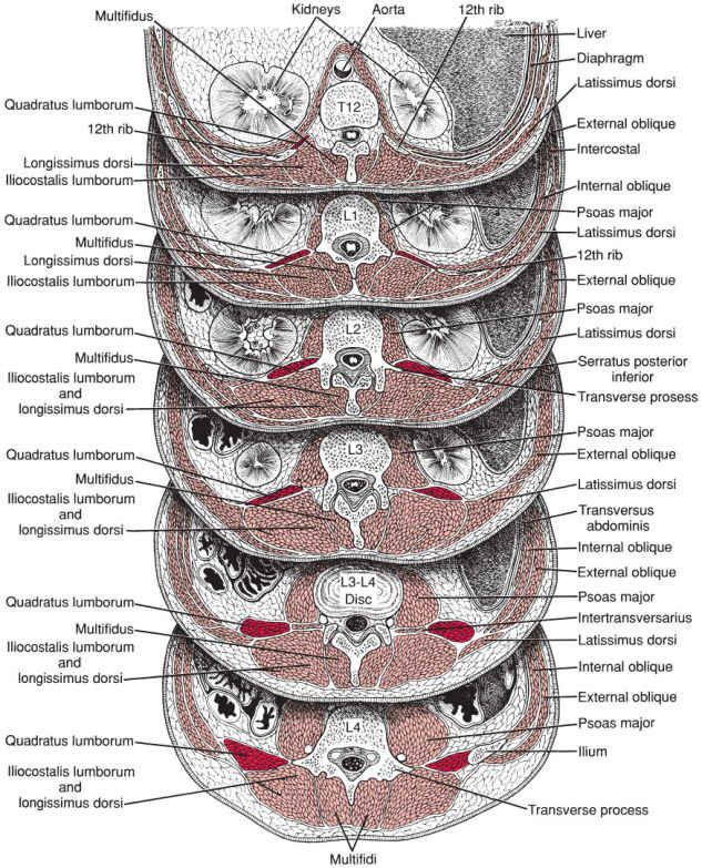 Quadratus Lumborum - Afbeelding 11