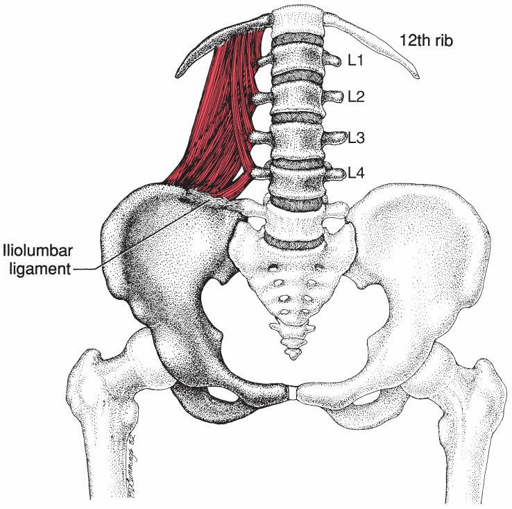 Quadratus Lumborum - Afbeelding 2