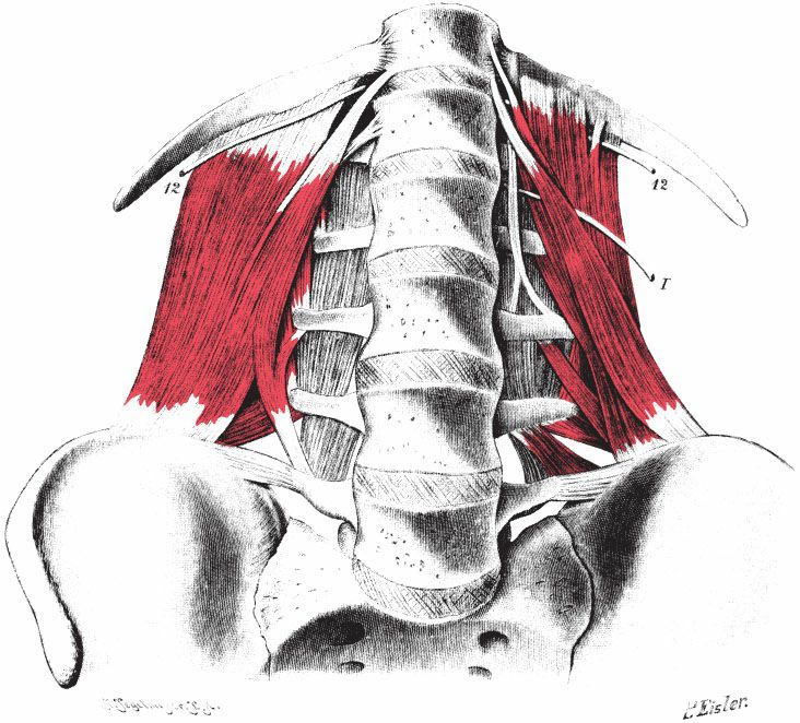 Quadratus Lumborum - Afbeelding 3