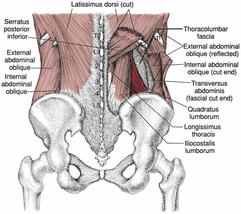 Quadratus Lumborum - Afbeelding 4
