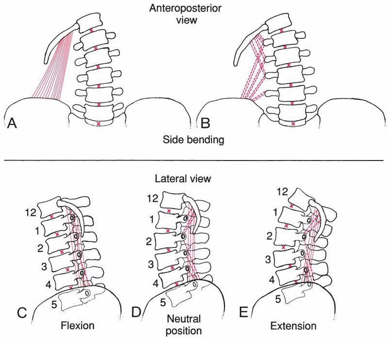 Quadratus Lumborum - Afbeelding 5