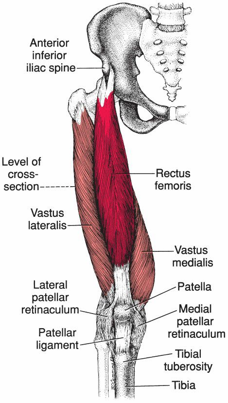 Quadriceps - Afbeelding 1