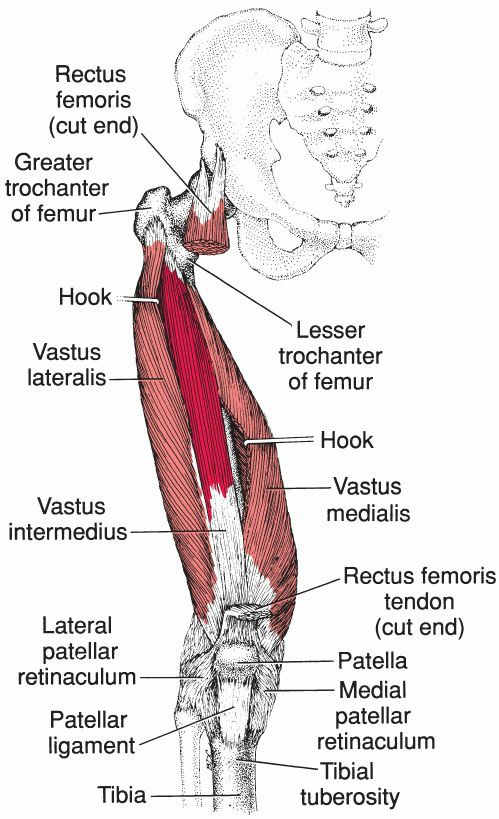 Quadriceps - Afbeelding 2