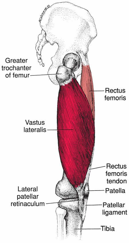 Quadriceps - Afbeelding 3