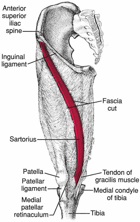 Quadriceps - Afbeelding 4