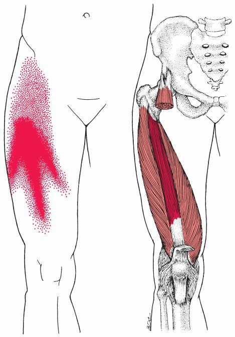Quadriceps - Afbeelding 6