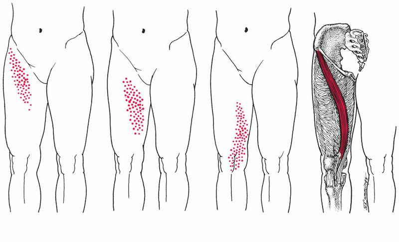 Quadriceps - Afbeelding 9