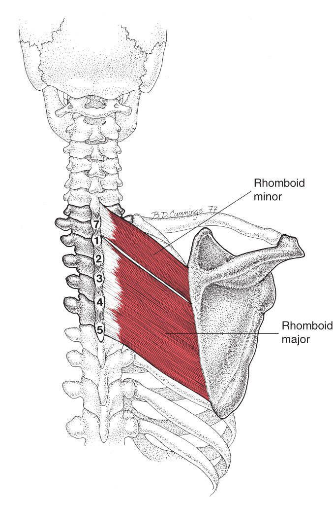 Rhomboidei - Afbeelding 1