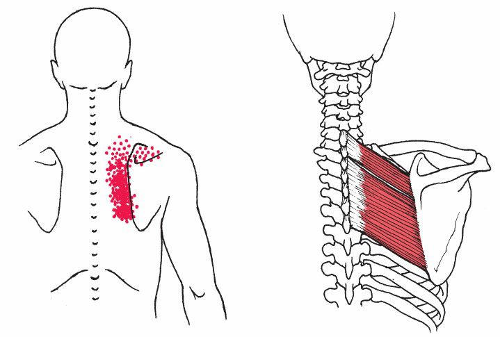 Rhomboidei - Afbeelding 2
