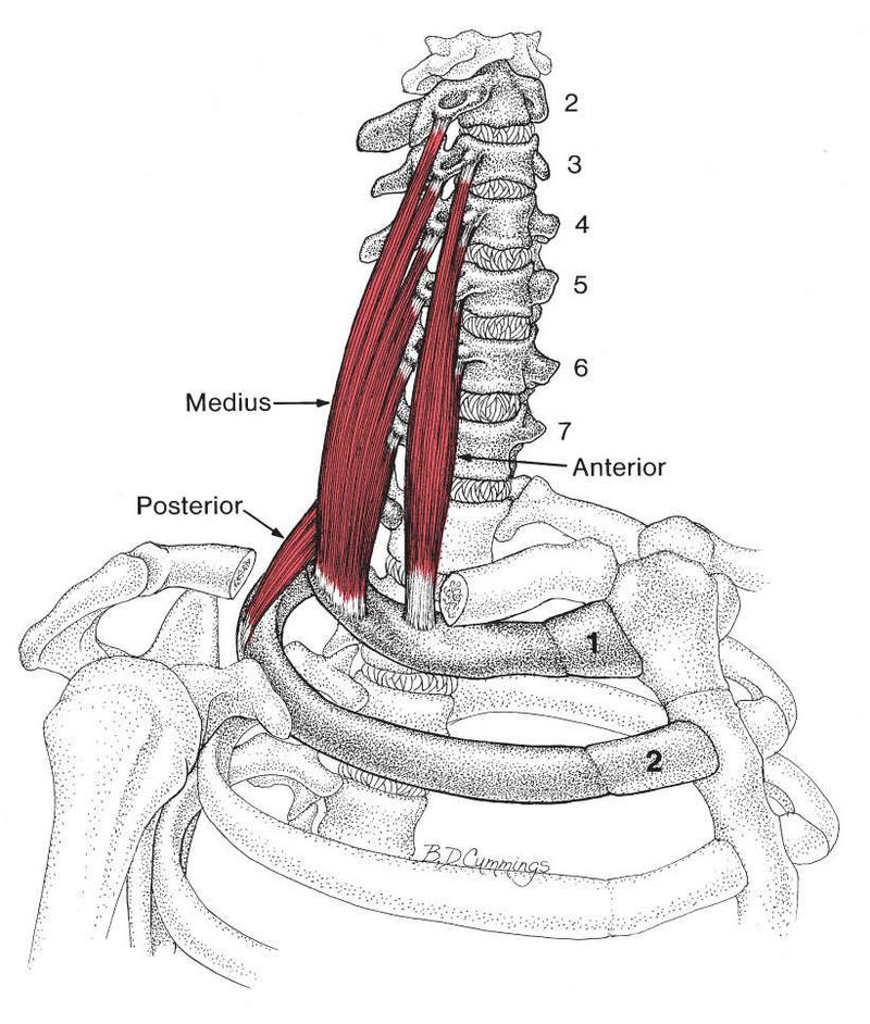 Scaleni - Afbeelding 1