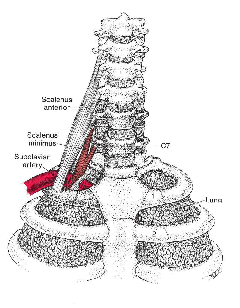 Scaleni - Afbeelding 2
