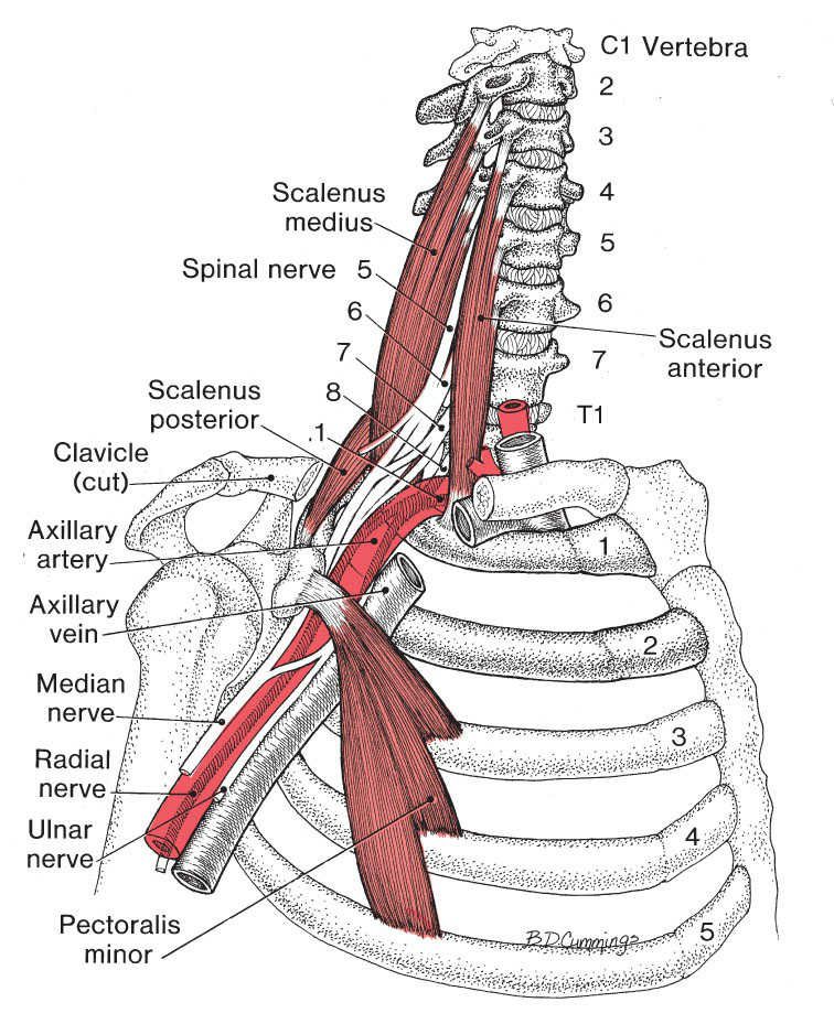 Scaleni - Afbeelding 9