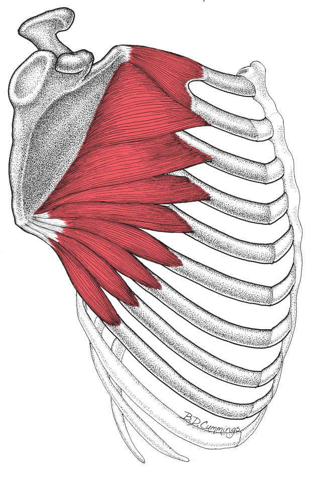 Serratus Anterior - Afbeelding 1