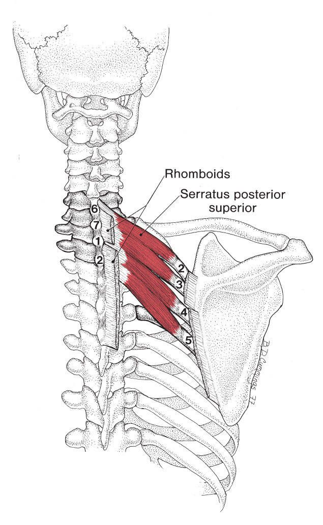 Serratus Posterior - Afbeelding 1