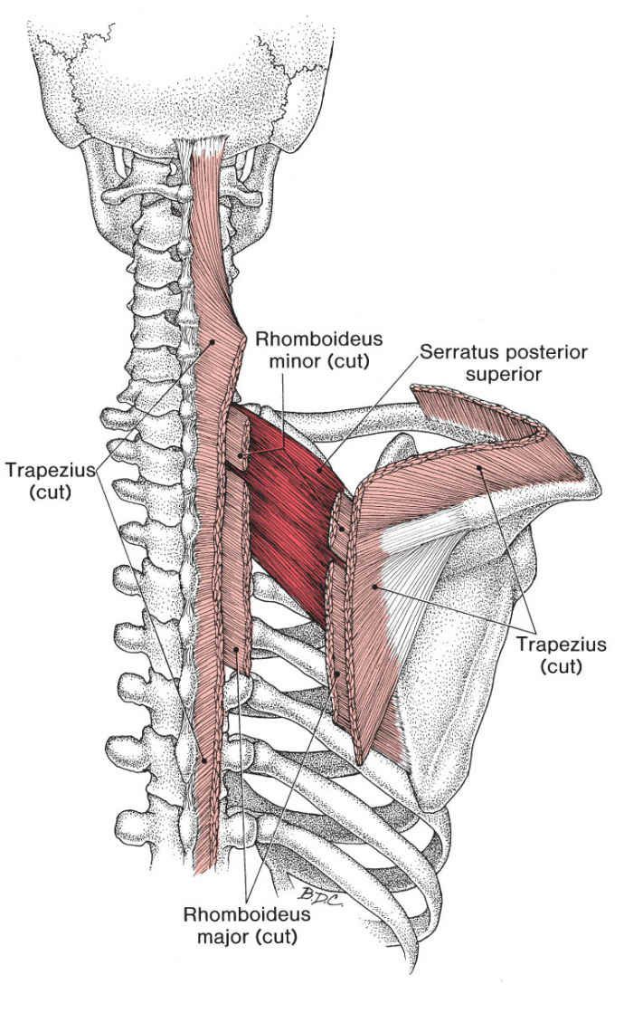 Serratus Posterior - Afbeelding 2