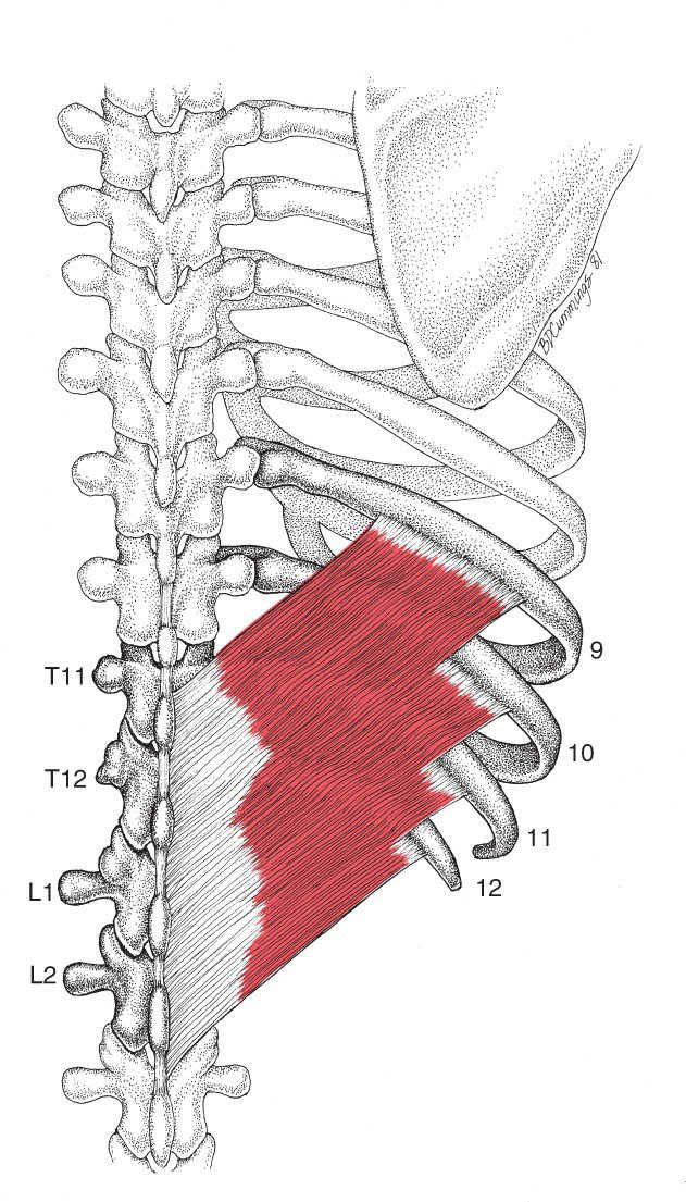 Serratus Posterior - Afbeelding 3
