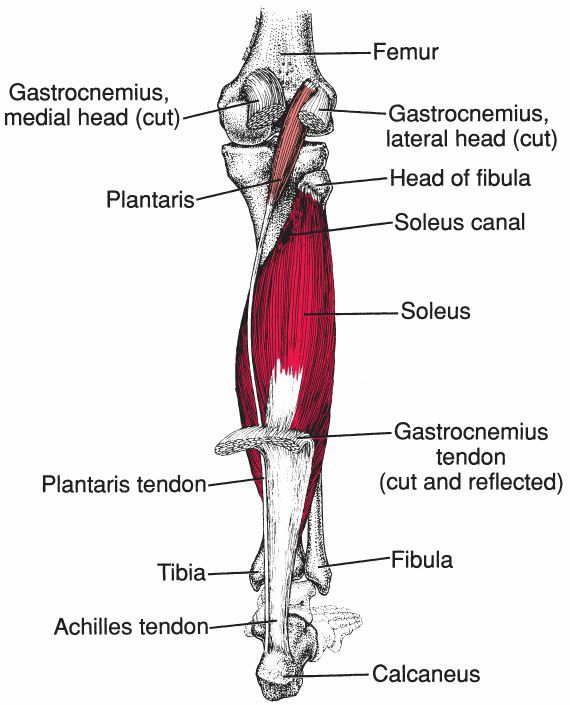 Soleus - Afbeelding 1