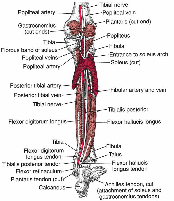 Soleus - Afbeelding 2