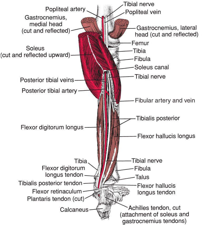 Soleus - Afbeelding 3