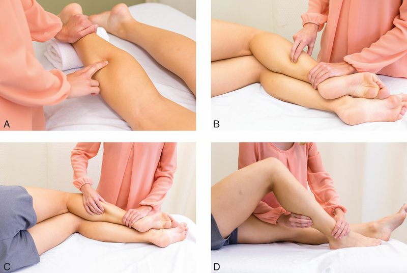 Soleus - Afbeelding 8