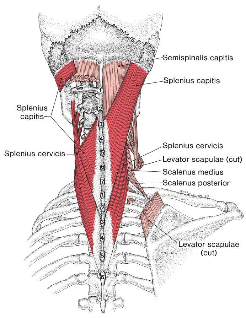 Splenius Cervicis - Afbeelding 1