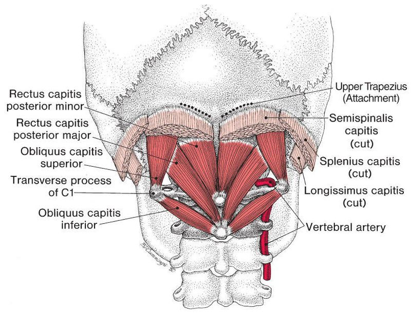Suboccipitale Spieren - Afbeelding 1