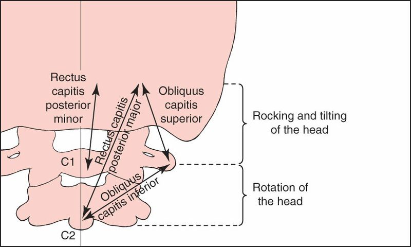 Suboccipitale Spieren - Afbeelding 2