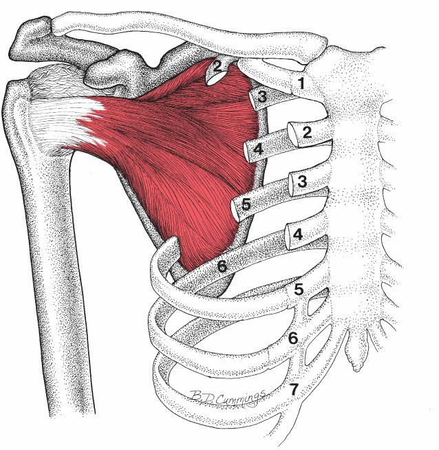 Subscapularis - Afbeelding 1
