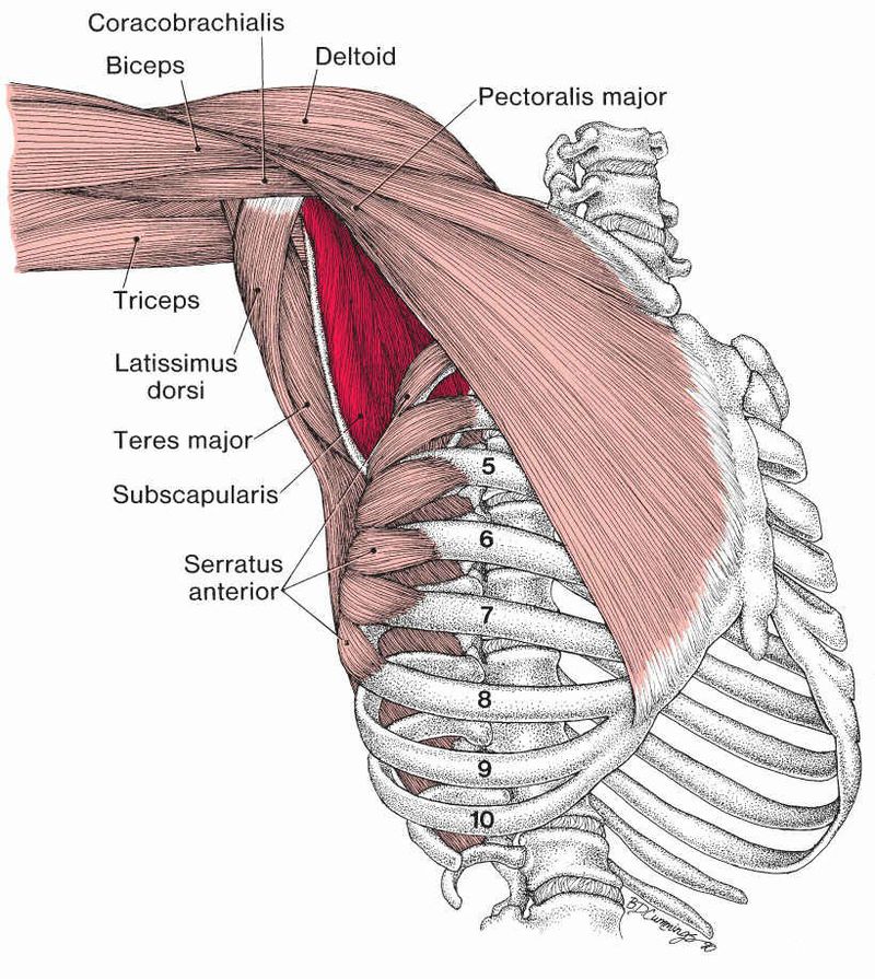 Subscapularis - Afbeelding 3