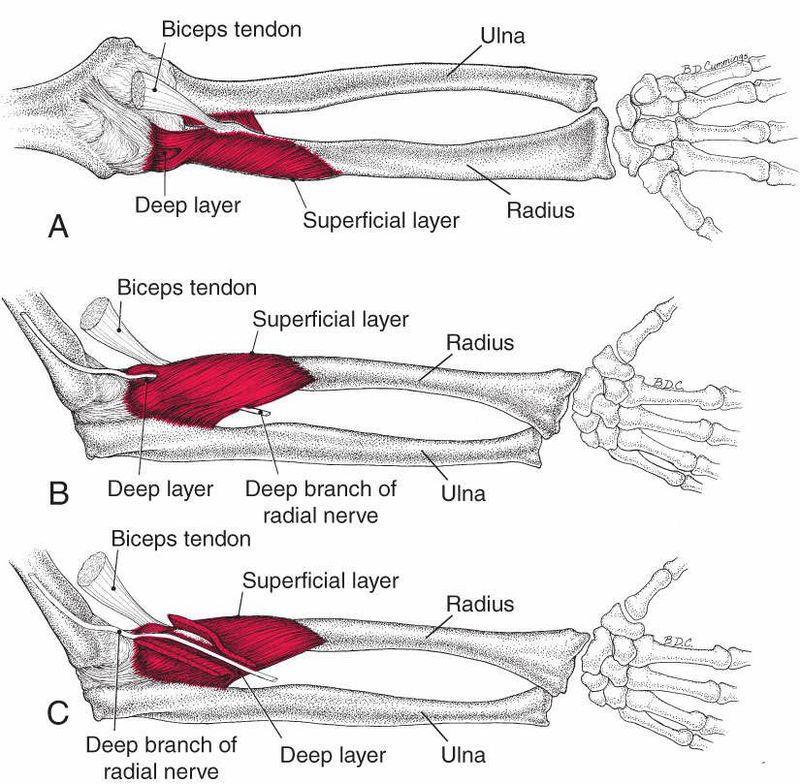 Supinator - Afbeelding 1