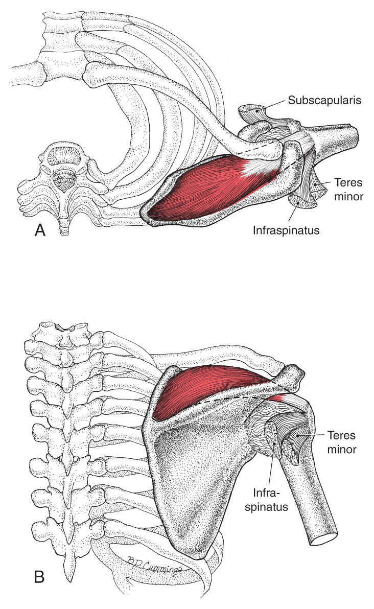 Supraspinatus - Afbeelding 1