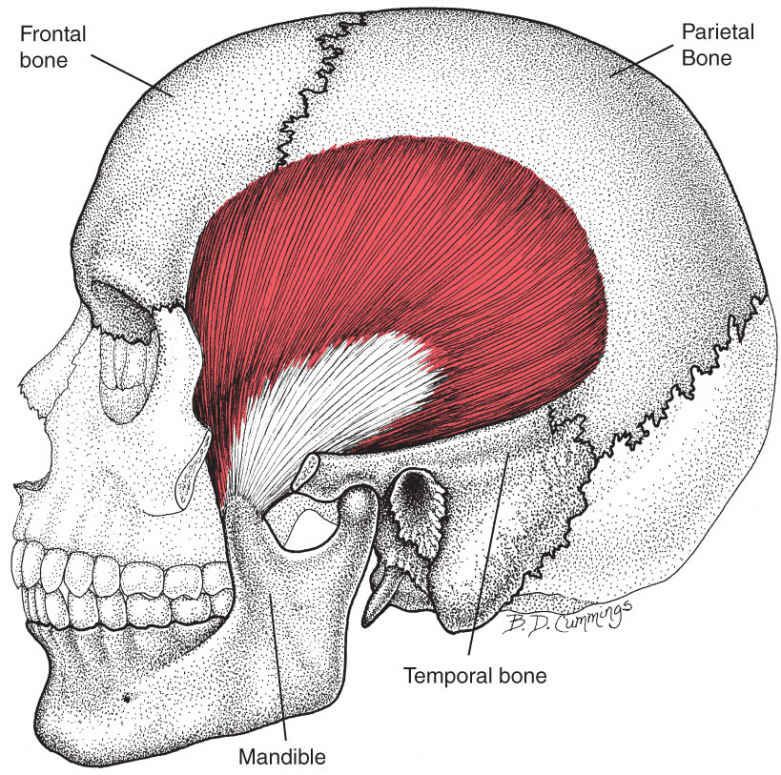 Temporalis - Afbeelding 1