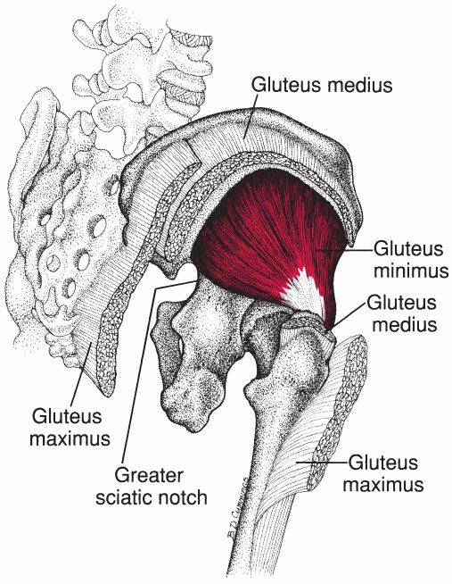Tensor Fasciae Latae - Afbeelding 1