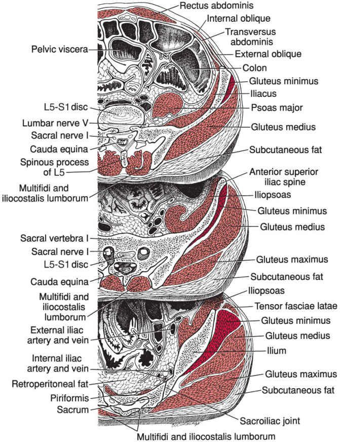 Tensor Fasciae Latae - Afbeelding 2