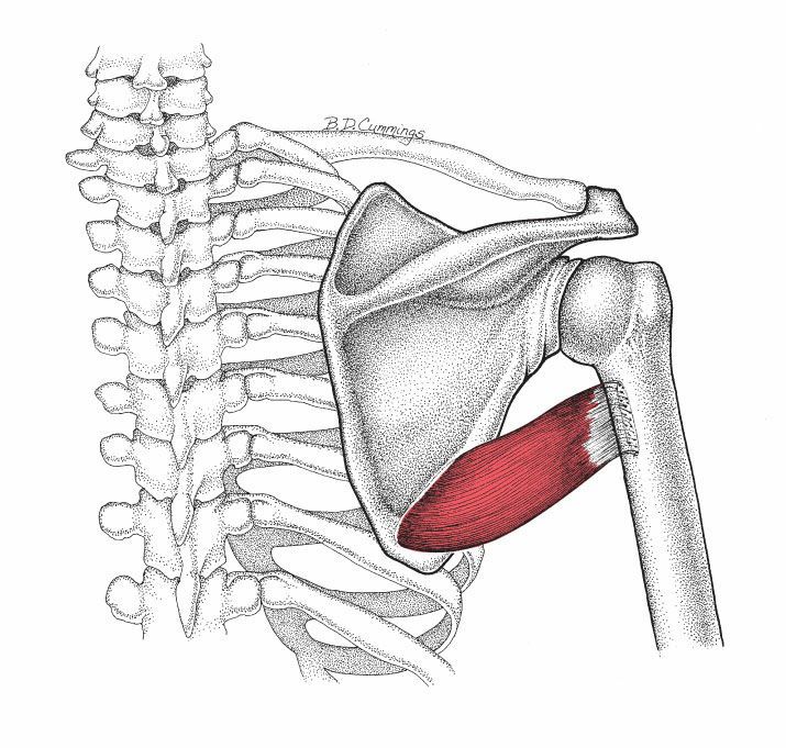 Teres Major - Afbeelding 1
