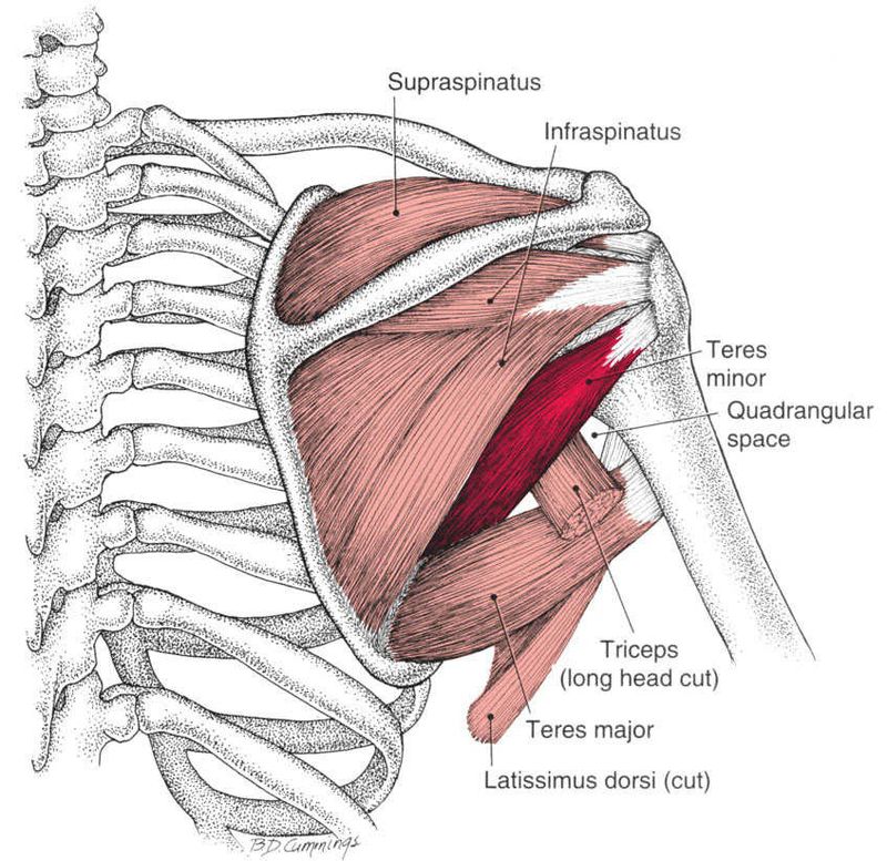 Teres Minor - Afbeelding 4