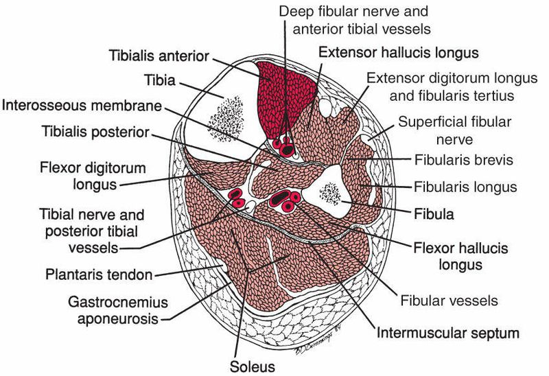 Tibialis Anterior - Afbeelding 2
