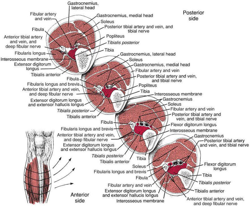 Tibialis Posterior - Afbeelding 1