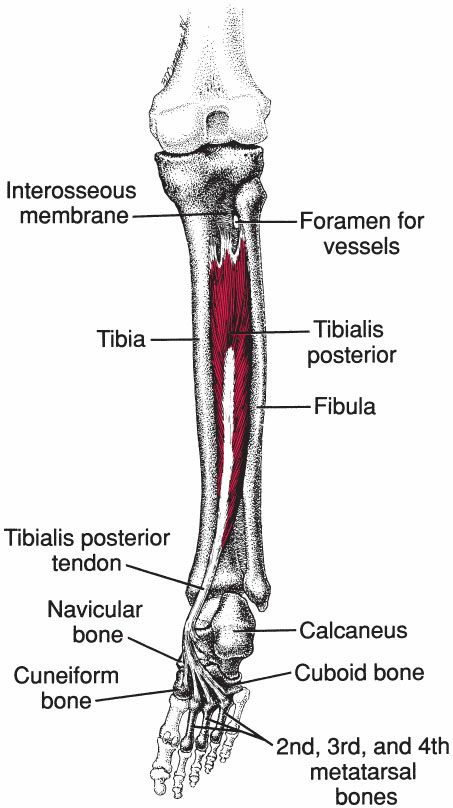 Tibialis Posterior - Afbeelding 2