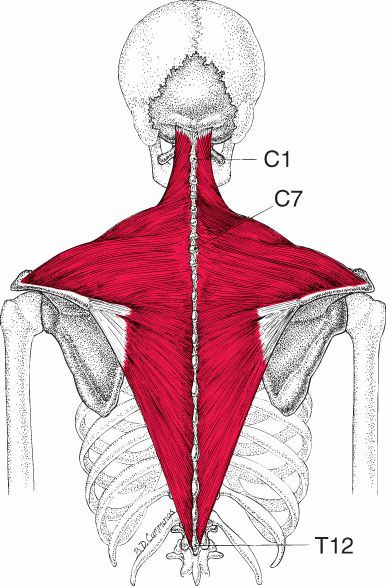 Trapezius - Afbeelding 1