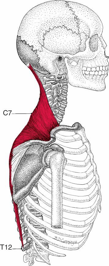Trapezius - Afbeelding 2